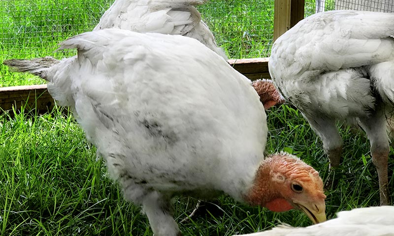 Turkeys grazing on chemical-free pasture