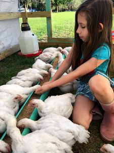 Brianna feeding chickens in the pasture