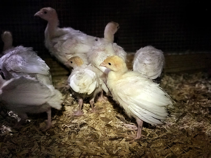 Turkey poults in the brooder