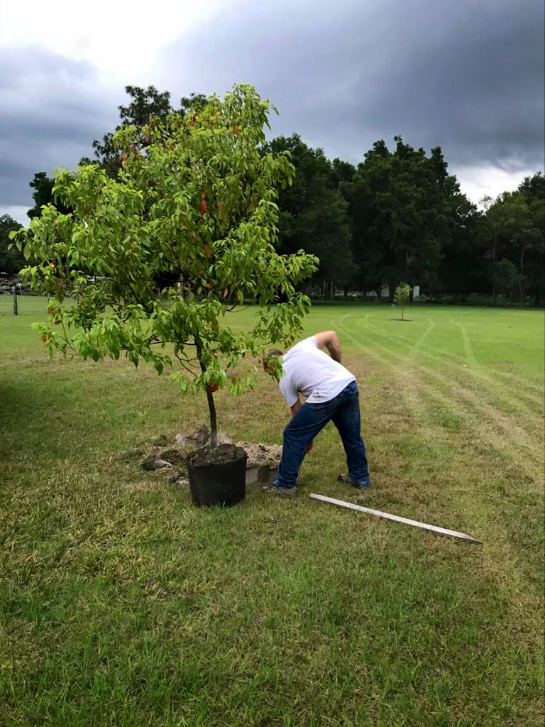 Justin planting a Camphor tree.
