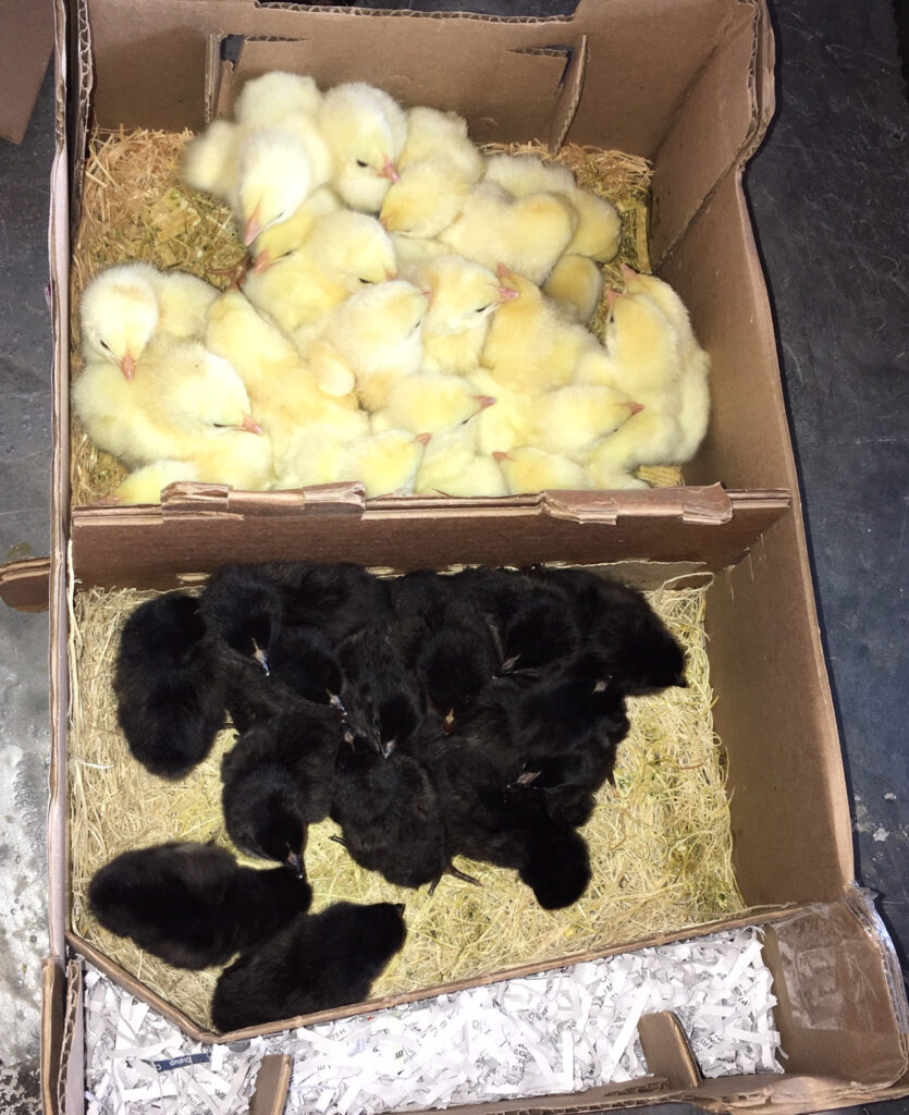 baby chickens arrived by mail.