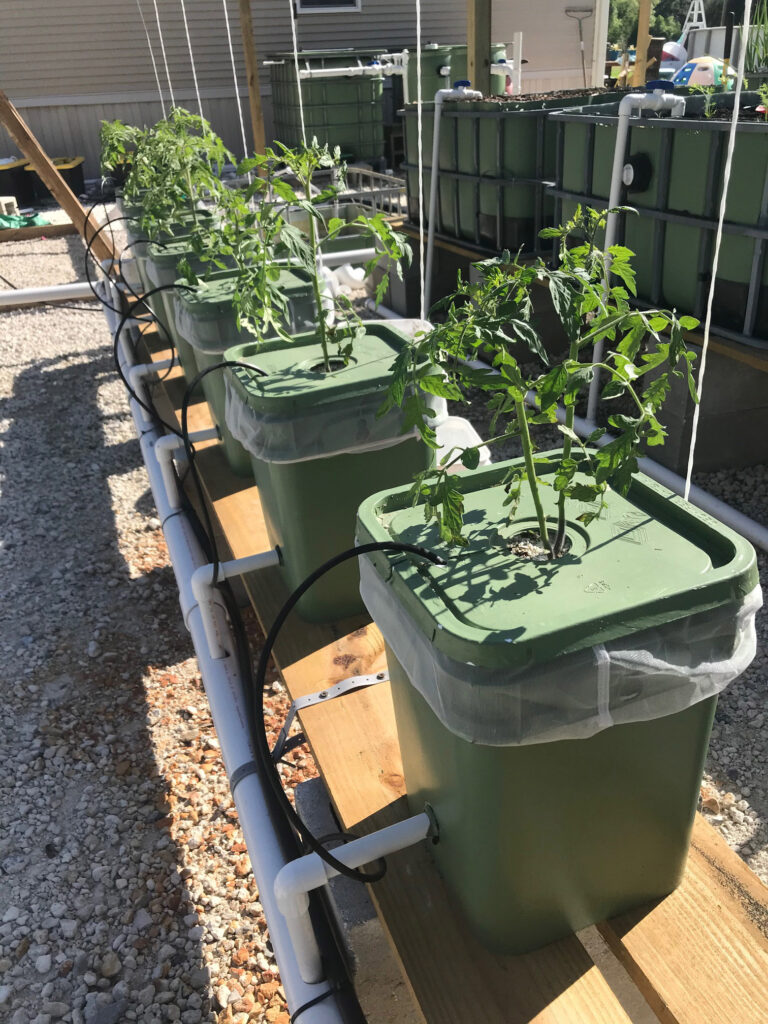 Tomatoes growing in a Dutch Bucket system