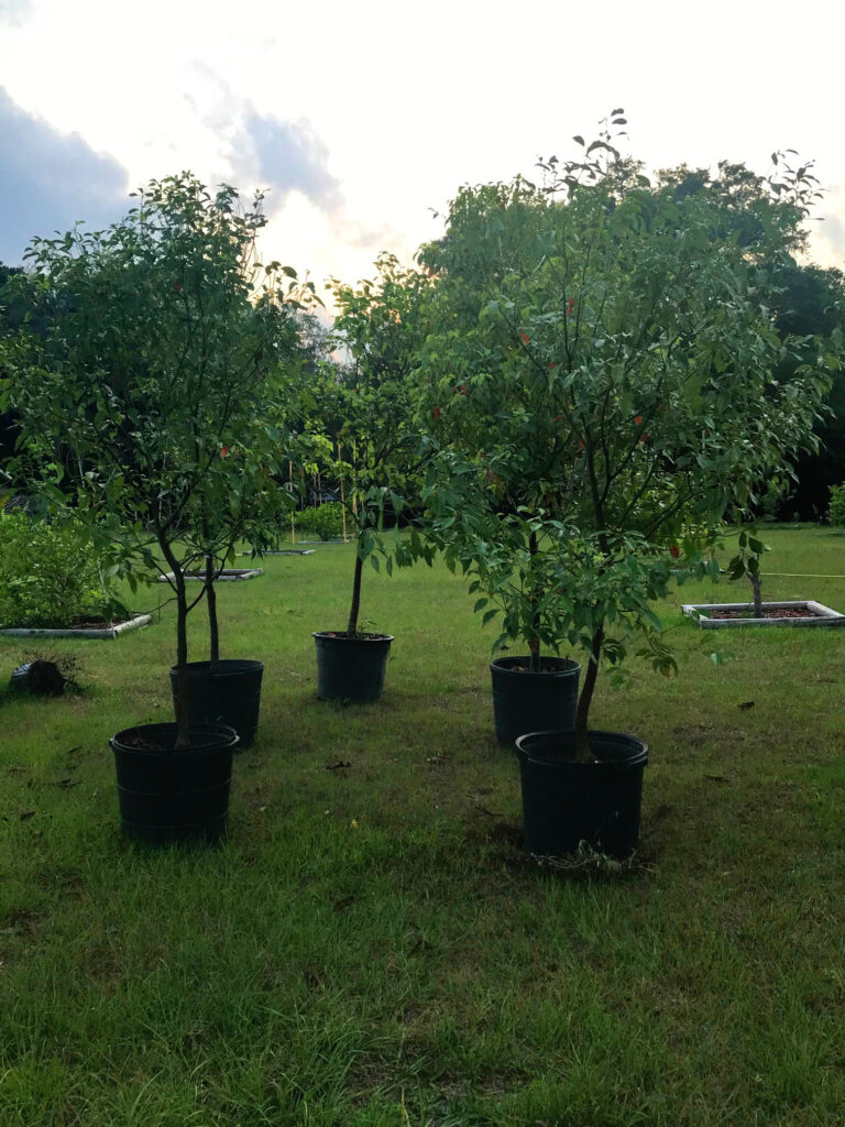 Five Camphor trees ready to be planted.