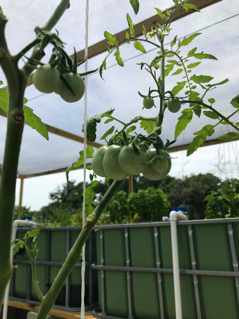 Tomato fruiting
