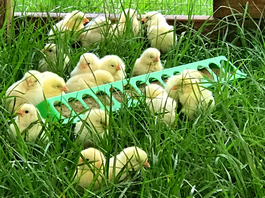New chickens foraging in the grass