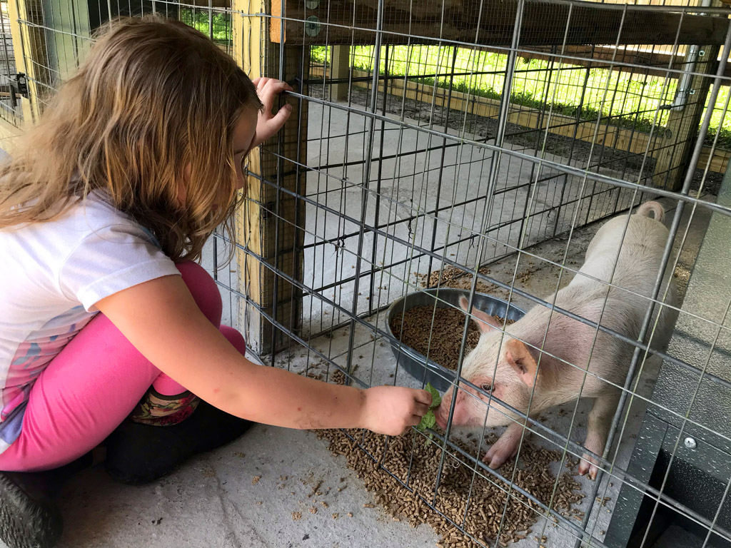 Mr. Piggles, our new pig.