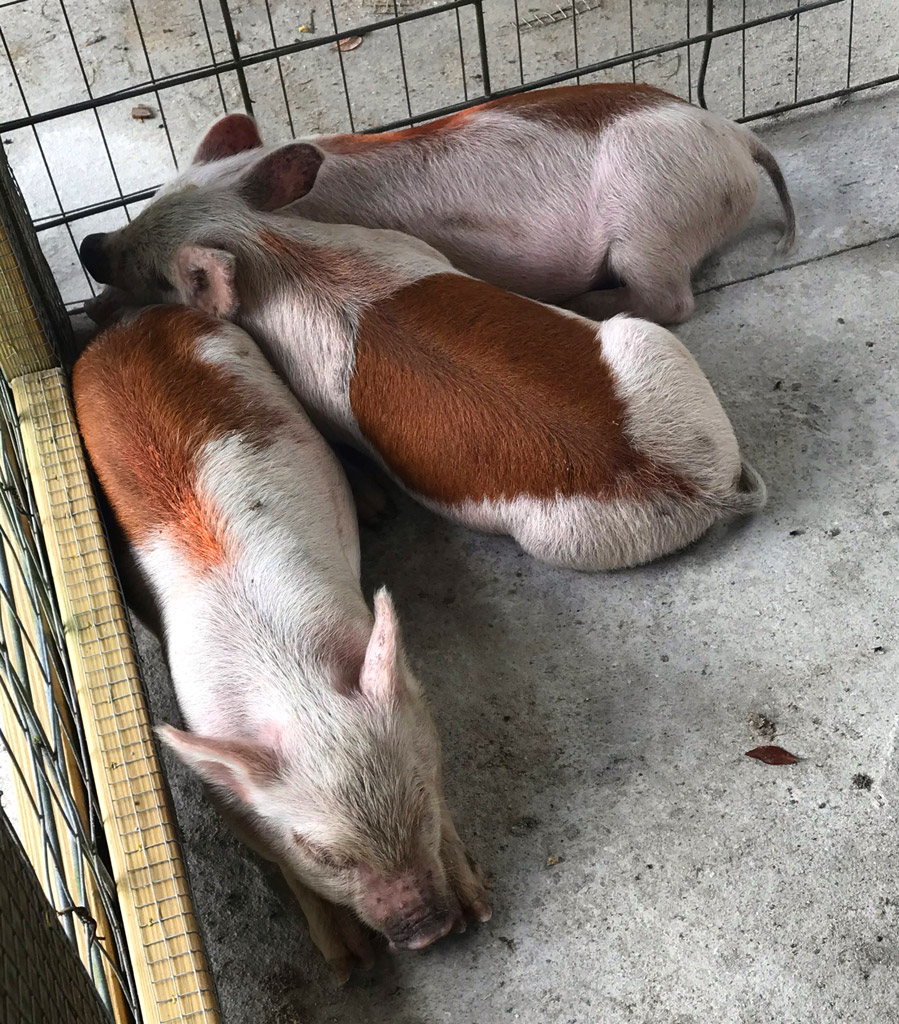 three little piggies