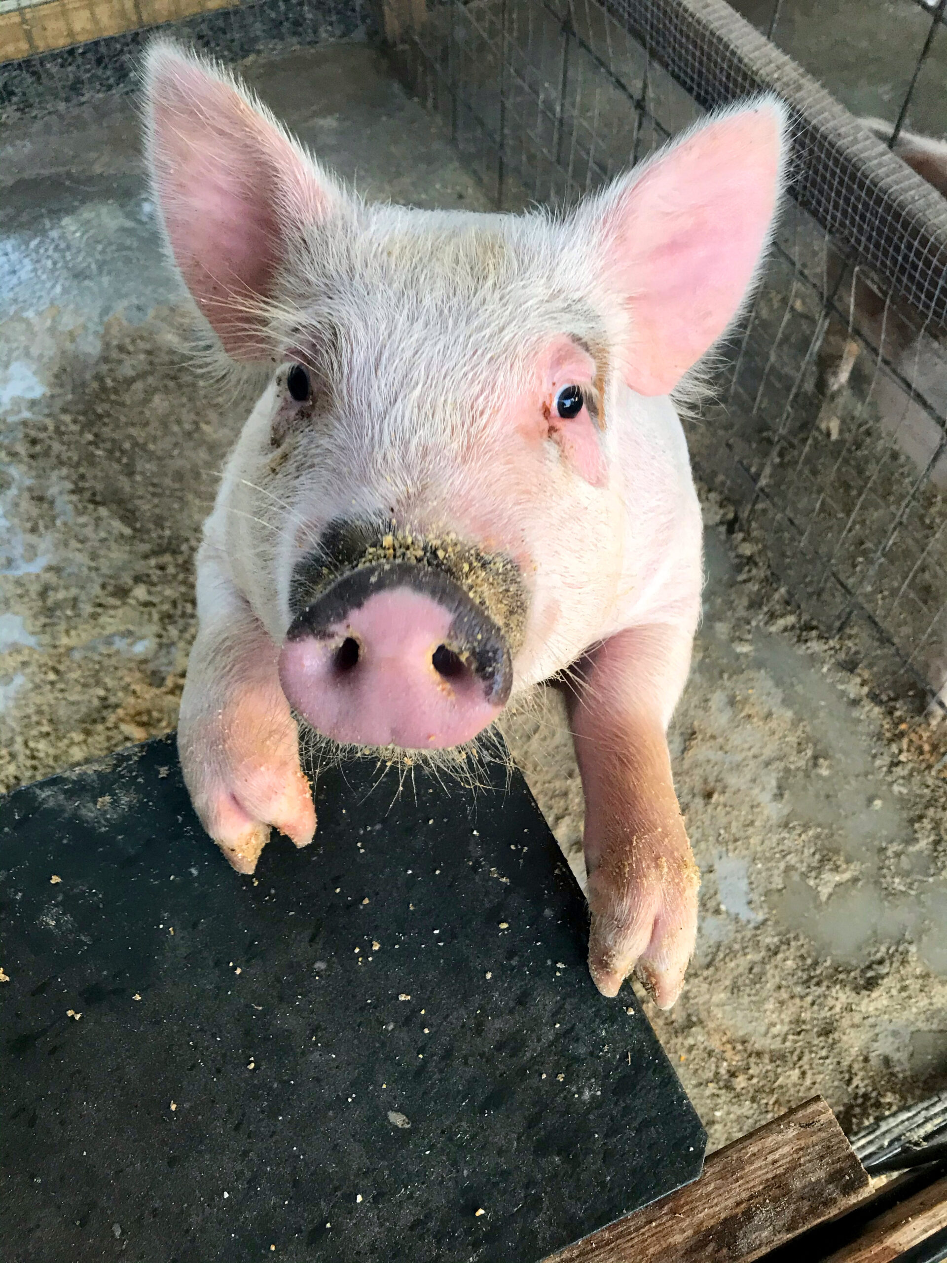 Friendly pig