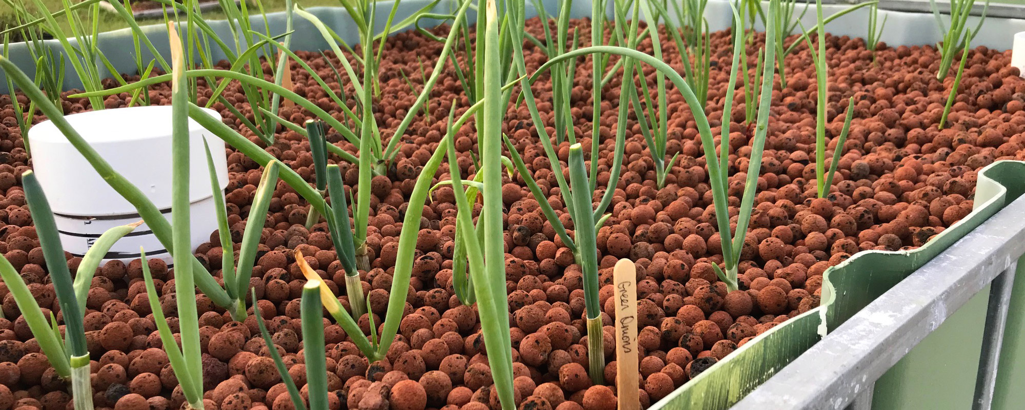 Green onions in an aquaponics system