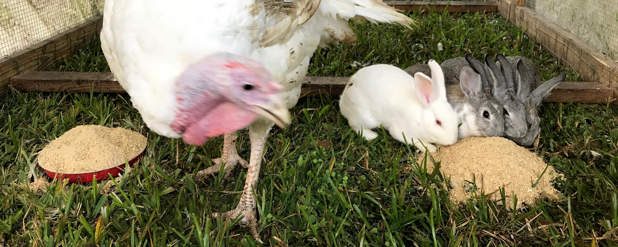 Turkey hanging out with rabbits